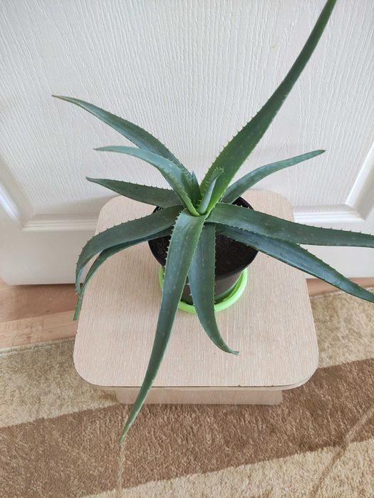 Алоэ против простуды 2000