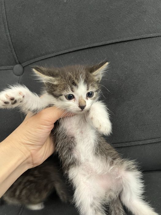 котята в хорошие руки