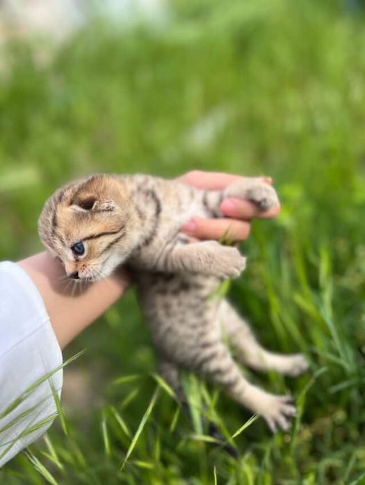 Животные котята с