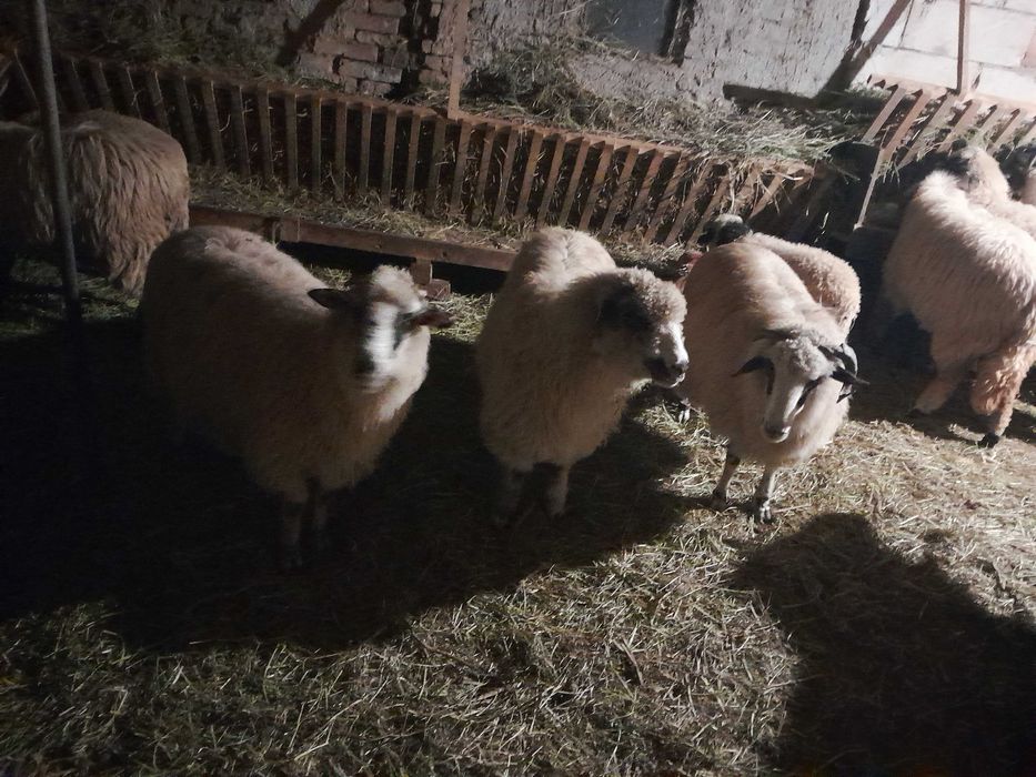 Agricultura animale