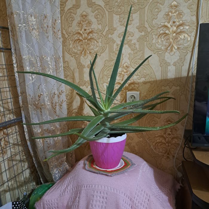 Цветок алое-вера