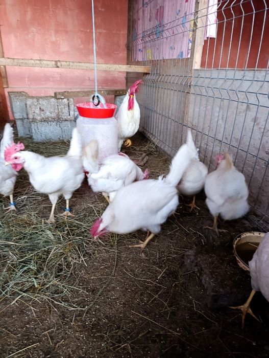 Ouă incubat leghorn alb