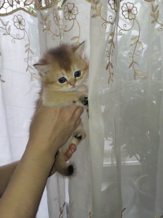 Золотая шиншилла