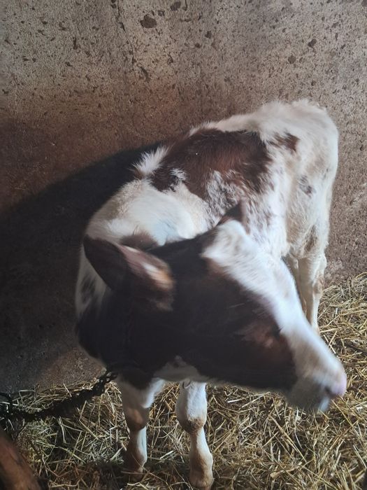 Vand un vitel  de 3 luni