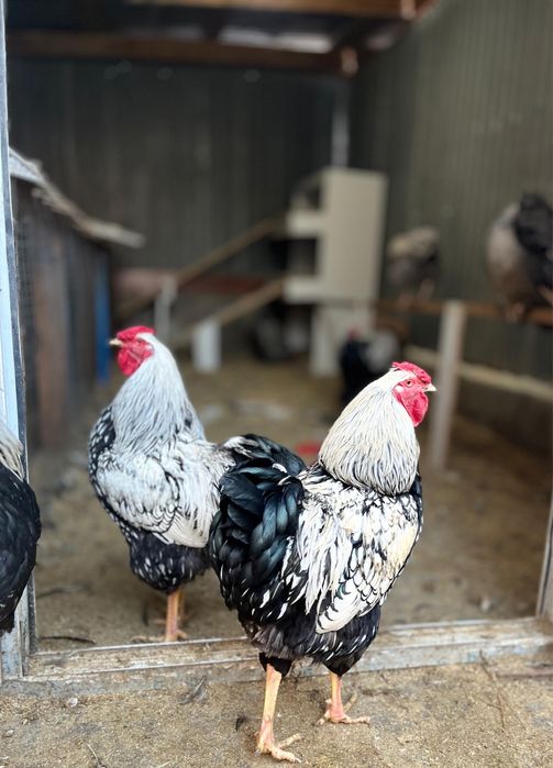 Виандот серебро