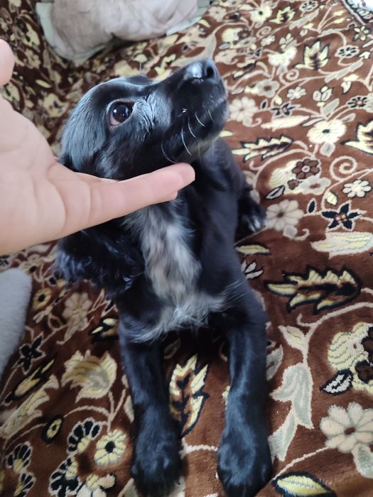 Продам щенков спаниеля