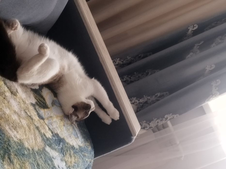 Отдам кошку в хорошие руки