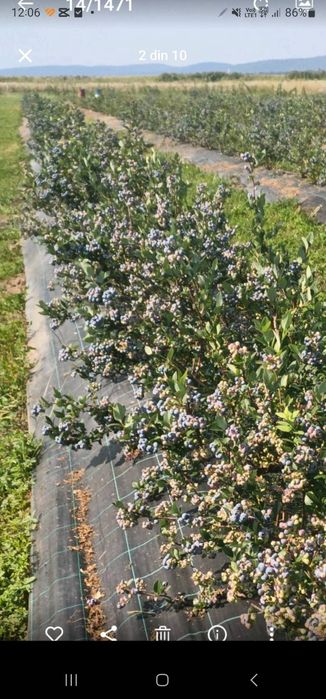 Afin și zmeur de vânzare