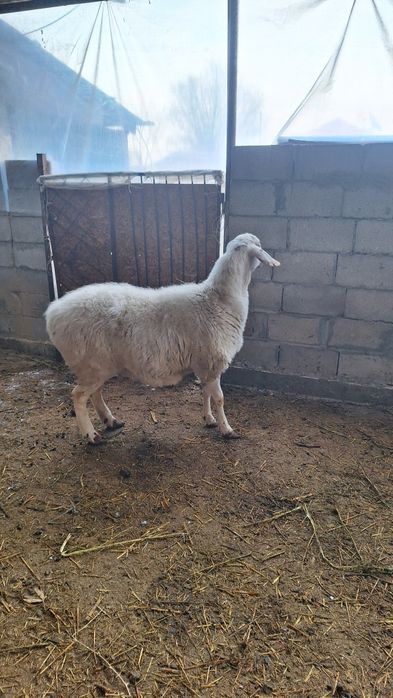 Ассалам Алейкум продаётся переярка