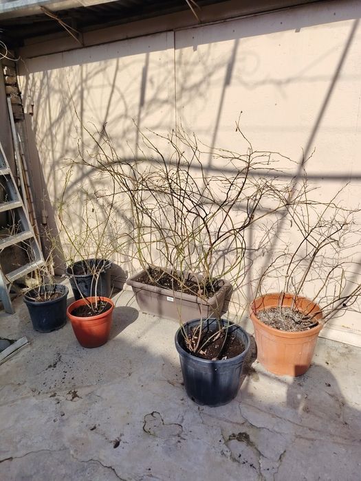 Голубика многолетние взрослые кусты