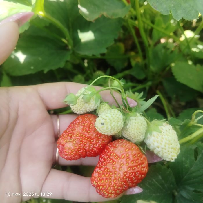 Продам дачу Жилгородок