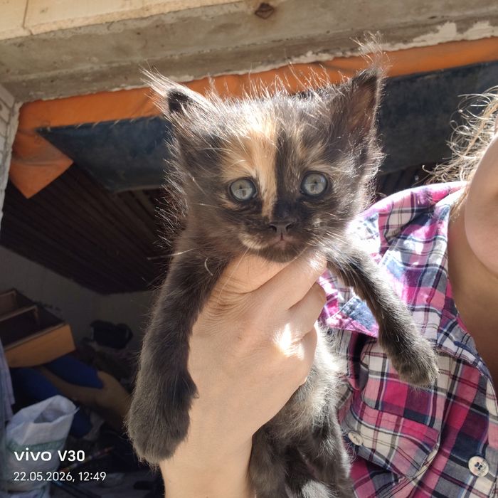Котята даром, милые друзья