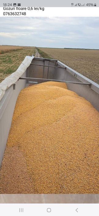 Porumb boabe la vânzare