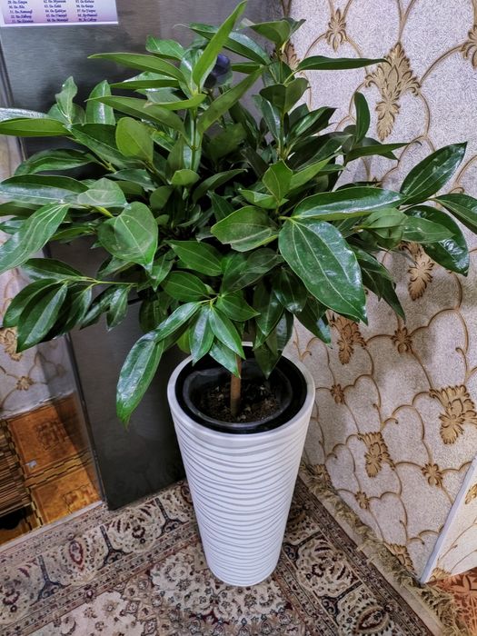 Домашние растения. Есть доставка