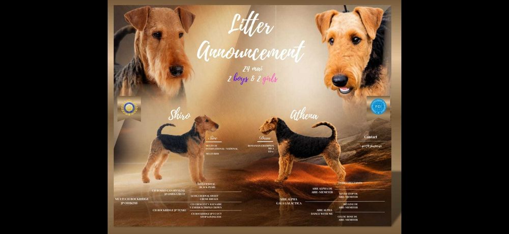 pui Airedale Terrrier cu pedigree de excepție