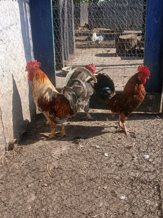 Cocoși rasă mixtă