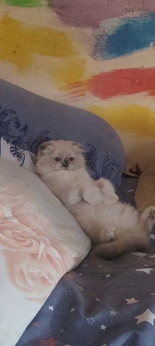 Продам породистых котят