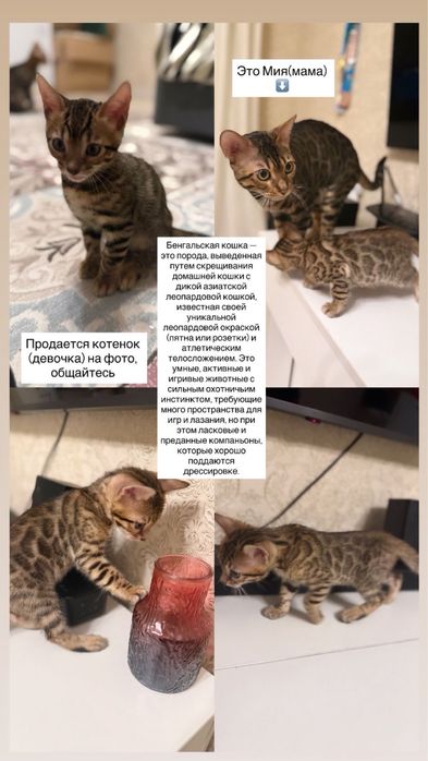 Бенгальская кошка