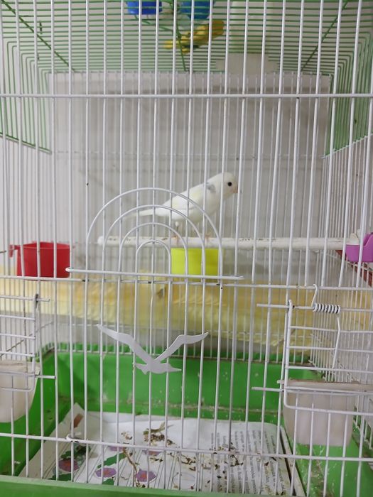 Канарейка 1 жуфт ва 1 дона