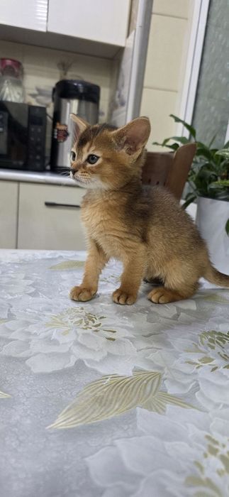 Продаётся Абессинский котята