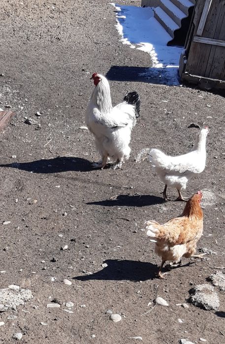 Продам молодого петуха