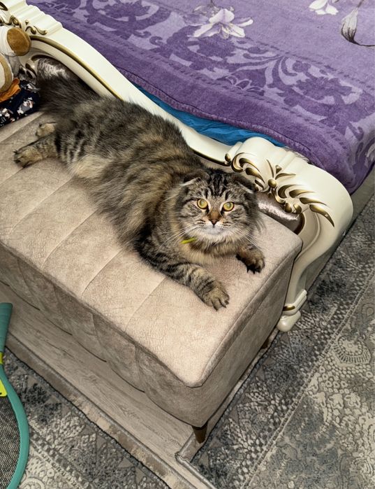 Продается кошечка