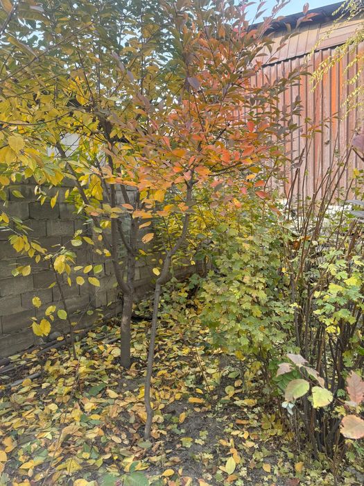 Продам вишни и сливу и куст малины.