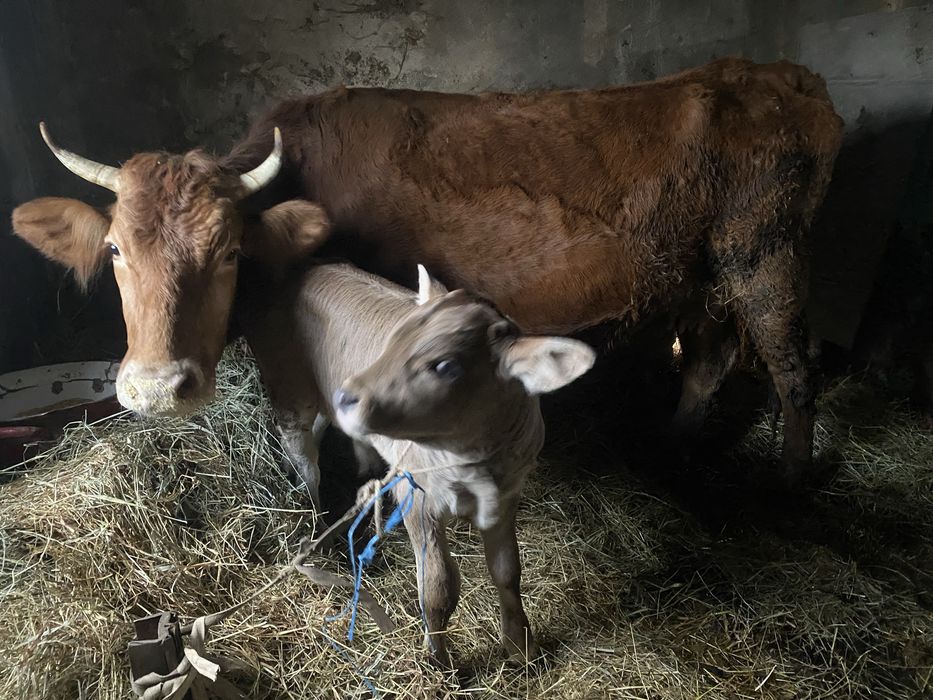 Vand juninca la  a doua fatare cu vitel de 3 saptamanii
