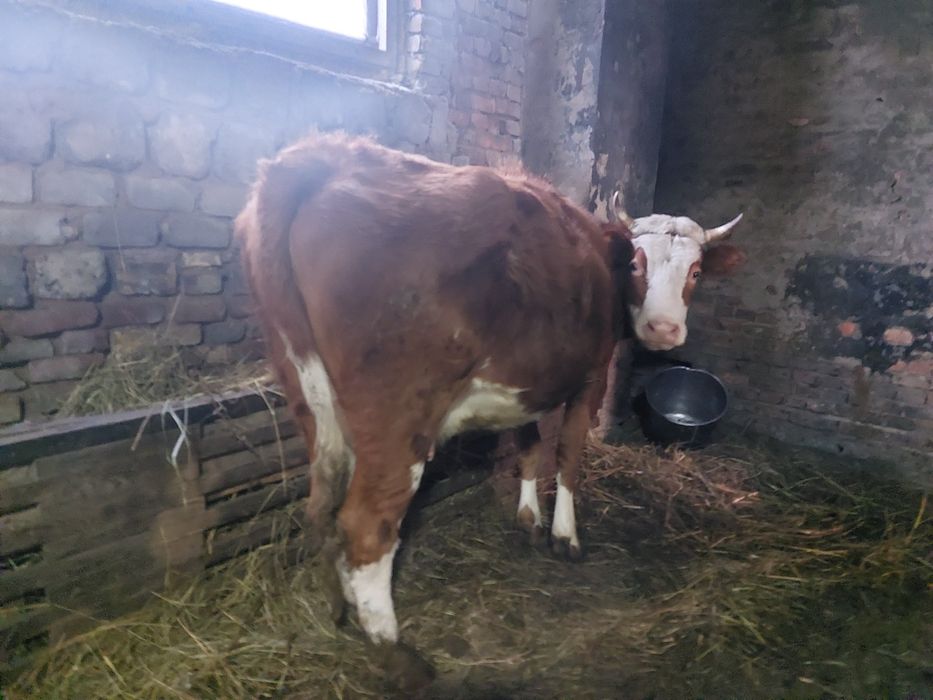 Продам коров тёлок