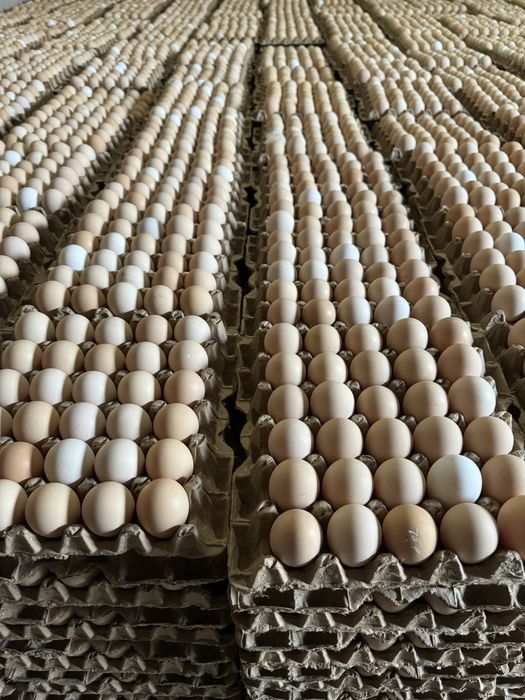 Тухум оптом фабрикадан, (яйца по низким ценам с собственной фермы)