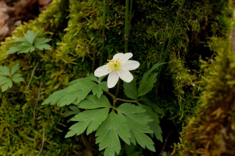 фотоапарат Nikon D5600 + обективи: Nikon 18-105mm VR,  Nikon 35mm