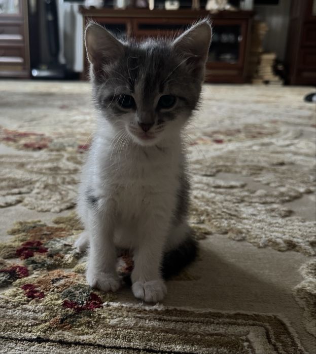 Отдам котят в добрые руки