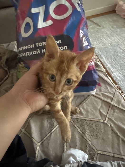 отдам котенка 2 месяца
