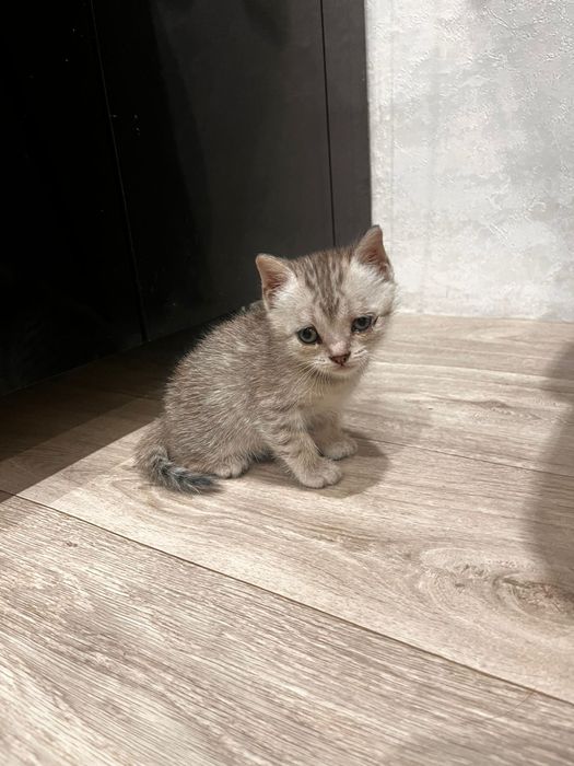 Отдам котят в добрые руки