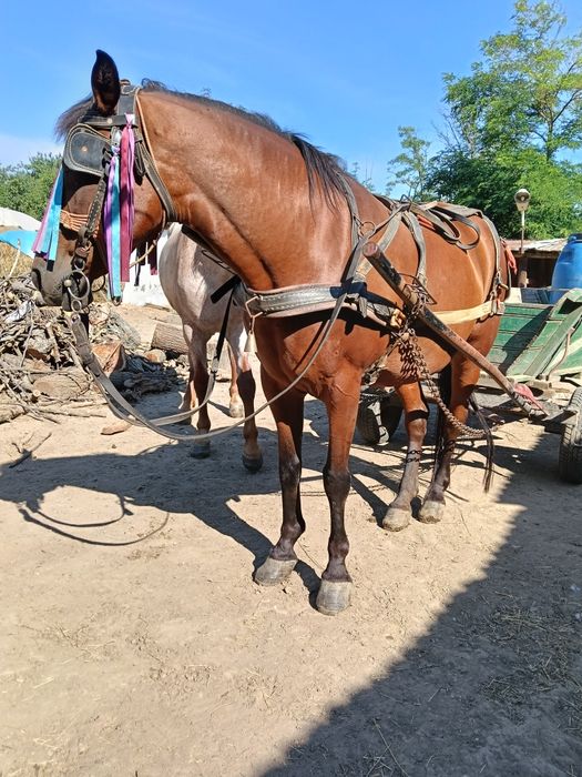 Vând iapă garantată la căruță