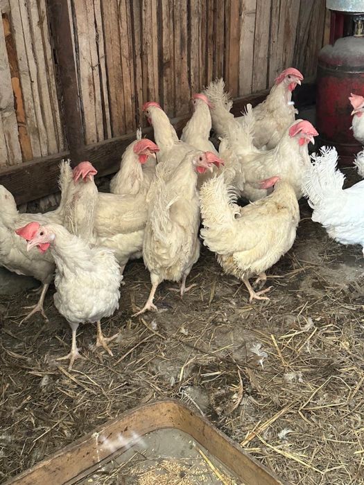 Кцры несушки  звоните