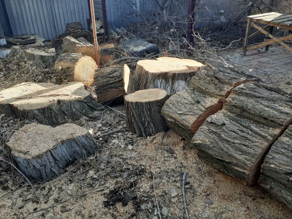 Узын агаш  кесылген отын сатлады