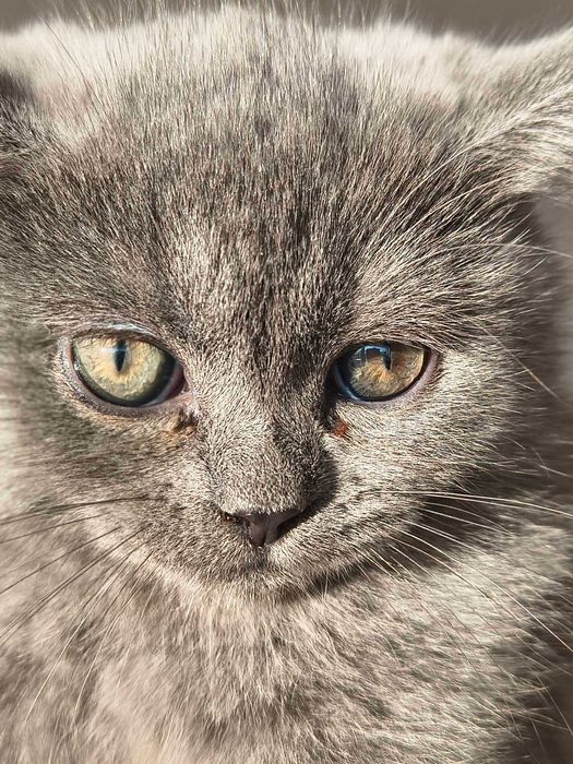 котета Британска късокосместа