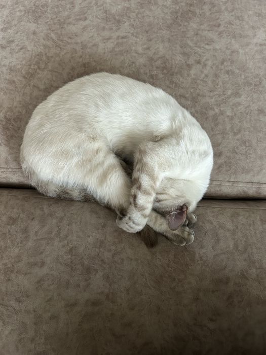 Бенгальская кошка