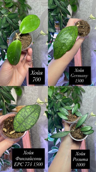 Укорененные черенки хой