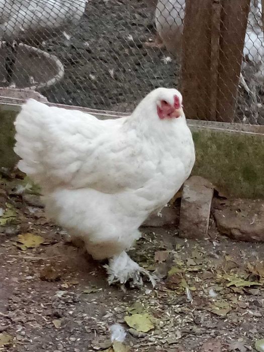 Продам гусей кур