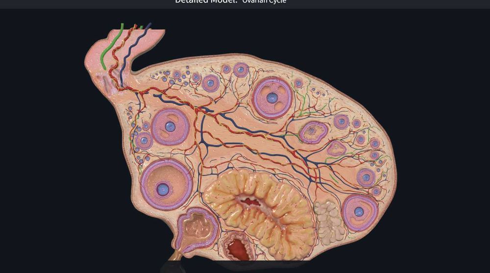 Meditatii biologie admitere Medicina Bucuresti/ Brasov