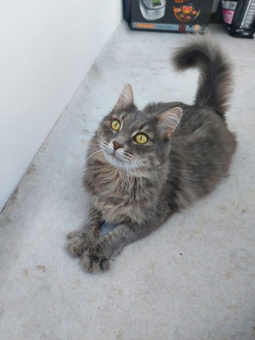 Кошка ищет доми родителей
