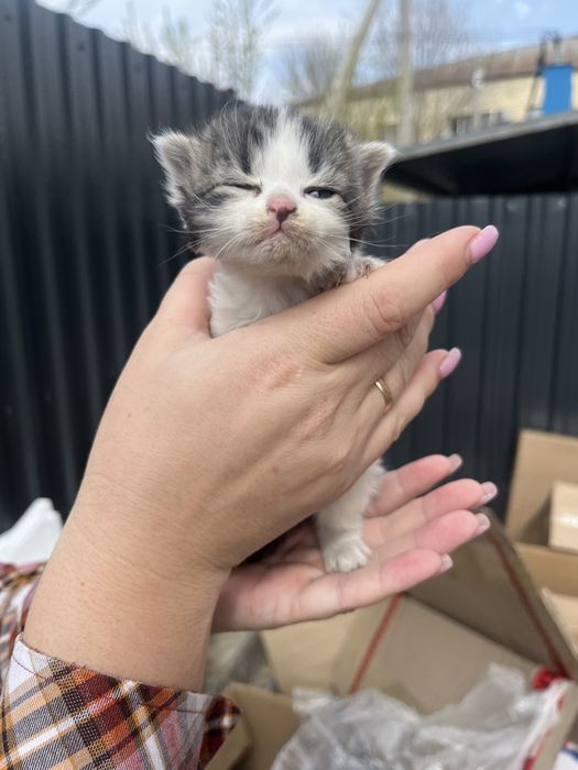 Котенок девочка