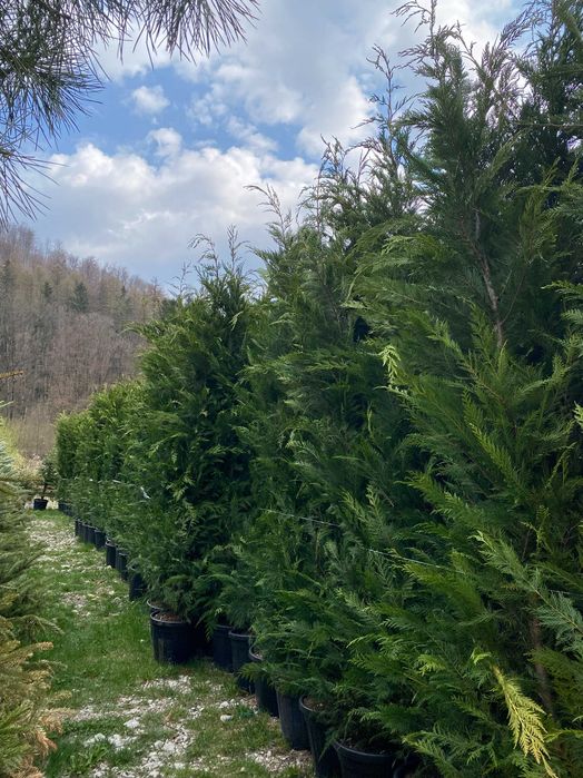Plante Ornamentale pentru Amenajari Peisagistice