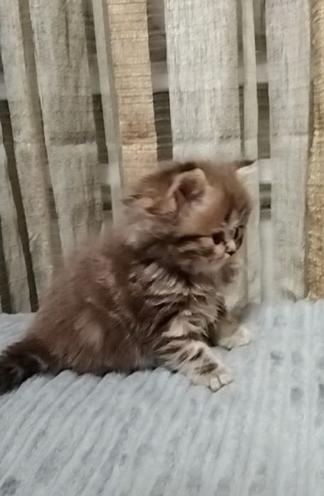 Девочка. Длинношерстная.