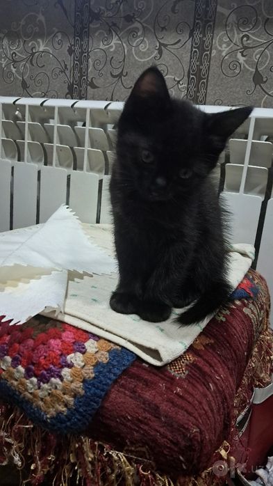 Котята домашние  ..