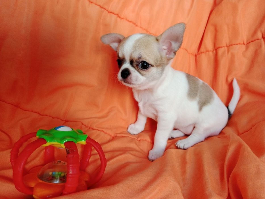 ,,В продаже щенки Чихуахуа.