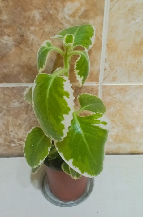 Продам комнатную мяту
