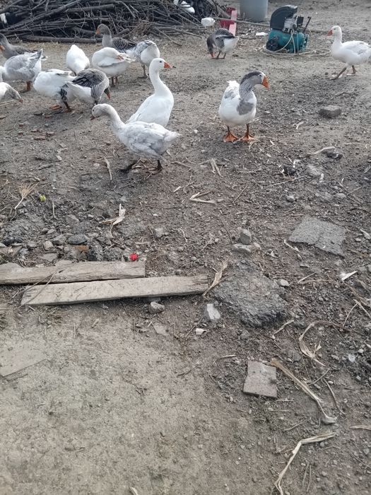 Vind giste mari de taiat